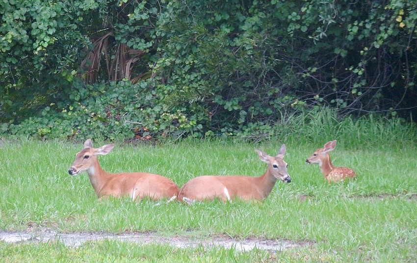 Sachi McClure took this photo of two deer keeping an eye on a fawn in Lakewood Ranch County Club.