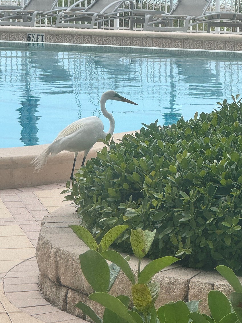 Donna Jablonski took this photo of an egret hunting for lizards on Longboat Key.