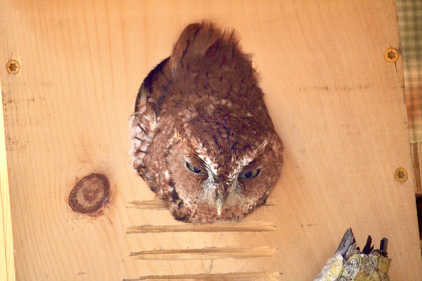 Save Our Seabirds' trio of Eastern screech owls won the 2026 Best Team title in the Superb Owl competition by popular vote.