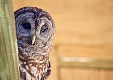 There was some tough competition in this year's Superb Owl "Most Valuable Predator" contest. Wanda, one of the bird rescue's resident barred owls, won the title of "Best Defense."
