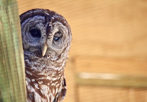 There was some tough competition in this year's Superb Owl "Most Valuable Predator" contest. Wanda, one of the bird rescue's resident barred owls, won the title of "Best Defense."