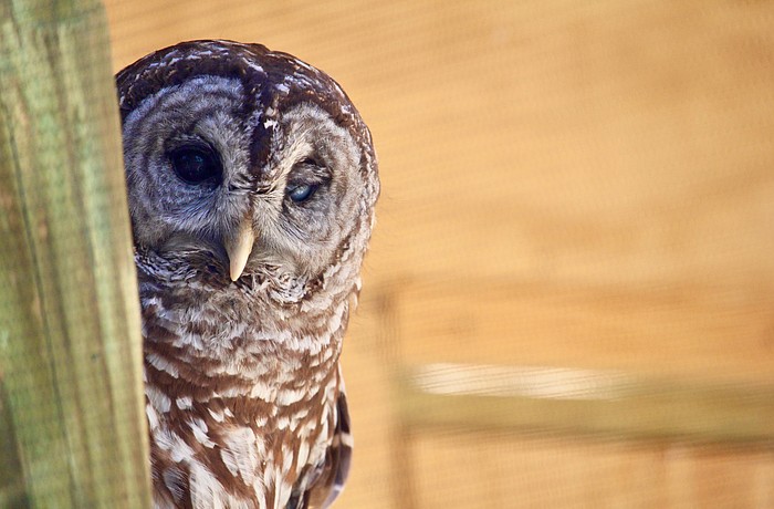 There was some tough competition in this year's Superb Owl "Most Valuable Predator" contest. Wanda, one of the bird rescue's resident barred owls, won the title of "Best Defense."