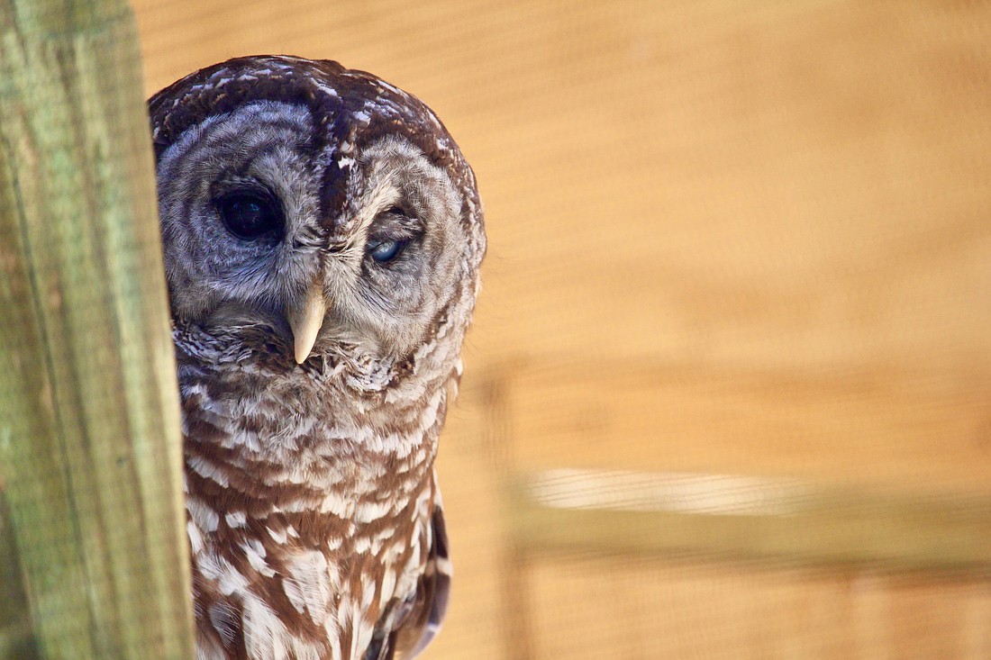 There was some tough competition in this year's Superb Owl "Most Valuable Predator" contest. Wanda, one of the bird rescue's resident barred owls, won the title of "Best Defense."
