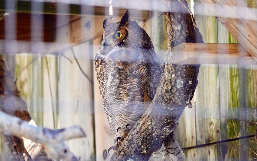 The great horned owl pictured is one of three owl species Save Our Seabirds houses.