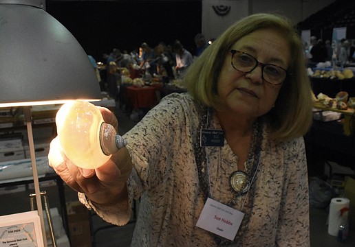 Sue Hobbs holds the iridescent shell of the green turban sea snail to the light.