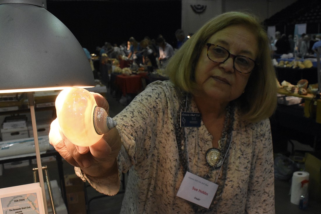 Sue Hobbs holds the iridescent shell of the green turban sea snail to the light.