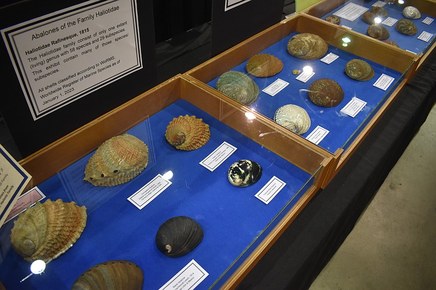 Scientific collections of shells were among the offerings featured at the event.