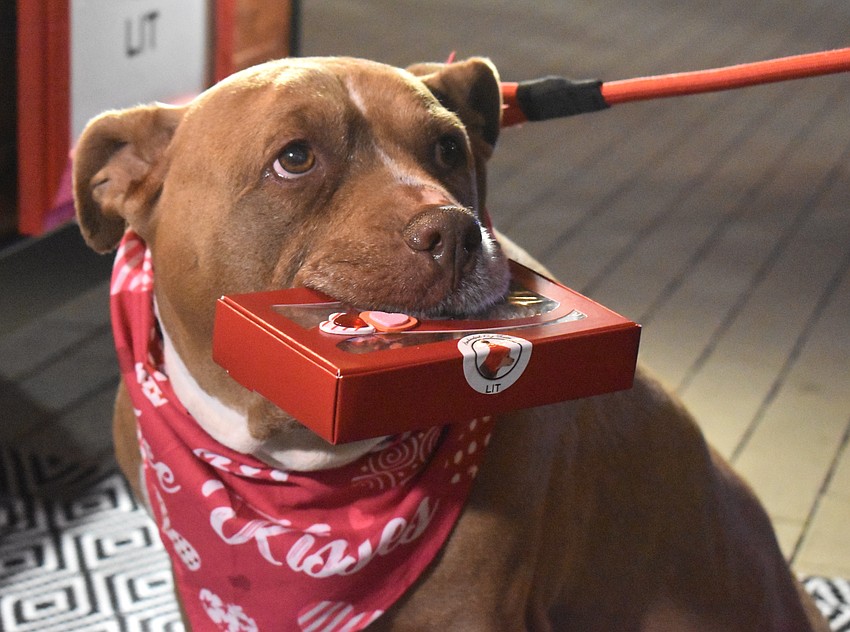 Lakewood Ranch's Zoey, a 10-year-old pitbull, carries a box of Doggie Donuts from Lit's Dog Treats.