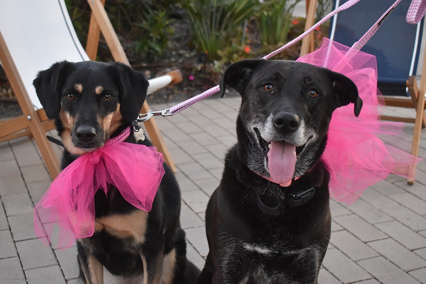 Palmetto's Luna and Mia, mixed breed rescues from Puerto Rico and Alabama, embrace the Valentine's Day theme through pink bows.