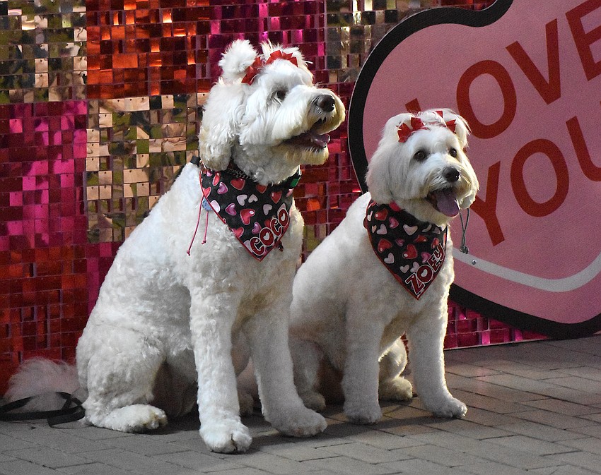 Sarasota's Coco and Zoey, Australian labradoodles, are regulars at Barks & Brews. For the Valentine theme they are wearing bows and heart themed bandanas. At the Halloween one they were dressed as skeletons.