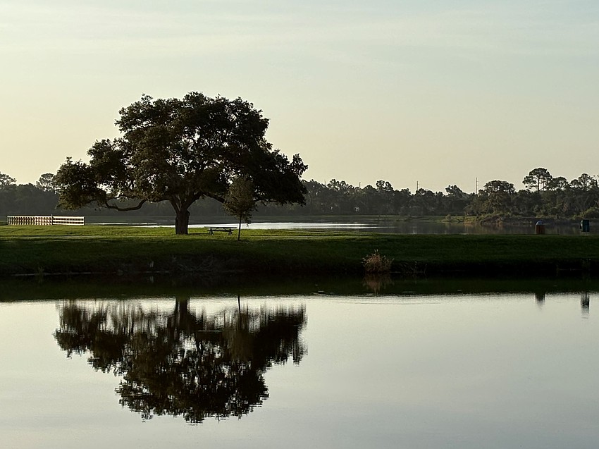 Erin Petraites took this photo of a tree reflecting on a lake at James L. Patton Park in Lakewood Ranch.