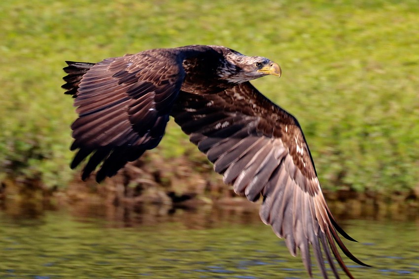 Richard Bottorff took this photo of a young bald eagle fishing in a pond in the Rye Wilderness neighborhood.