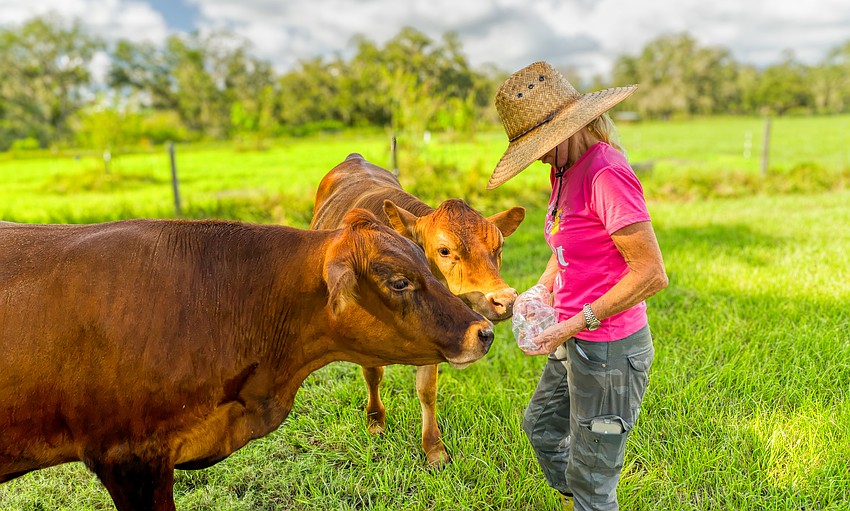 Caroline Wetherington makes sure her cattle get a late afternoon treat.