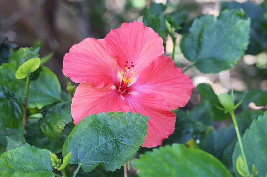 Hibiscus flowers in a variety of pink hues add to the beauty of Joan Durante Park on Longboat Key. Garden club members hope to turn their attention to beautification projects across the island's parks.