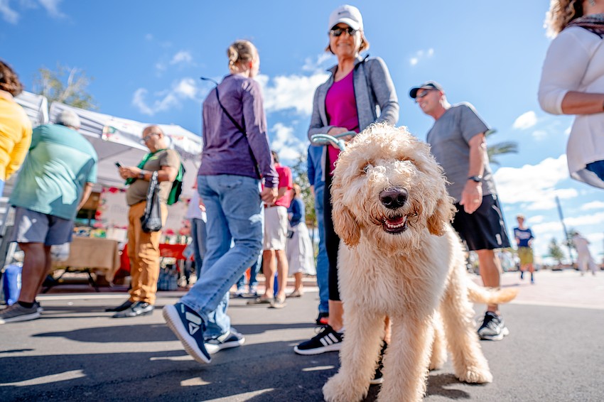 Dogs love the Waterside Farmers Market almost as much as their humans — every Sunday brings new scents, new treats and plenty of happy hellos. Dogs love the Waterside Farmers Market almost as much as their humans — every Sunday brings new scents, new treats and plenty of happy hellos.