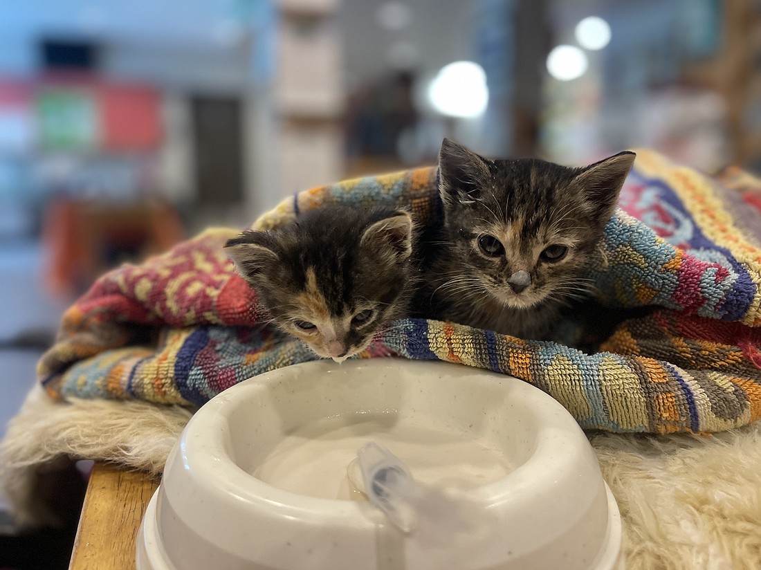 Flagler Humane Society Kittens. Courtesy Photo