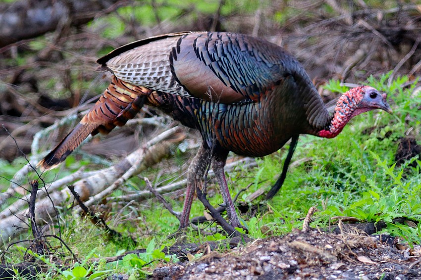 Richard Bottorff took this photo of a wild turkey walking around Myakka State Park.