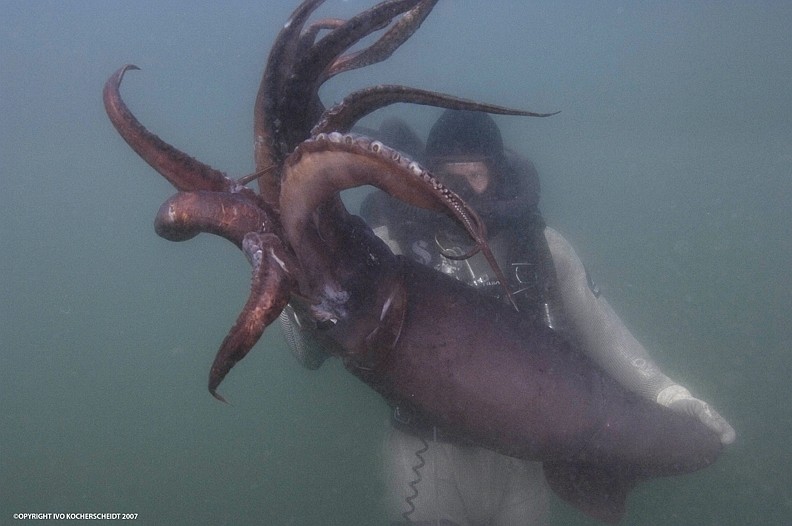 Scott Cassell interacts with a Humboldt squid.