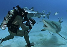 Scott Cassell encounters a bull shark.