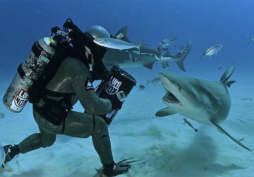 Scott Cassell encounters a bull shark.