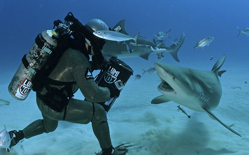 Scott Cassell encounters a bull shark.
