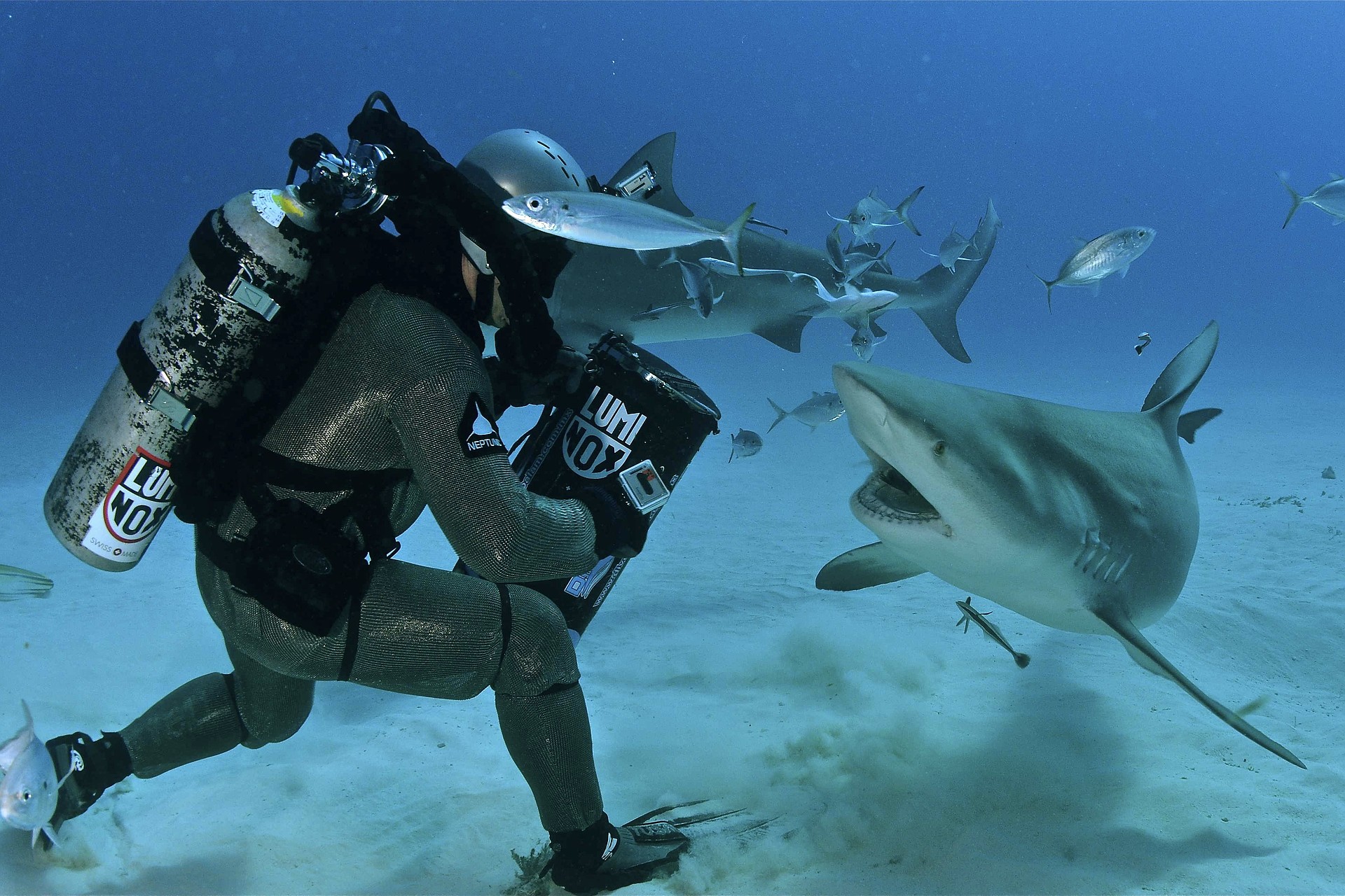 Scott Cassell encounters a bull shark.
