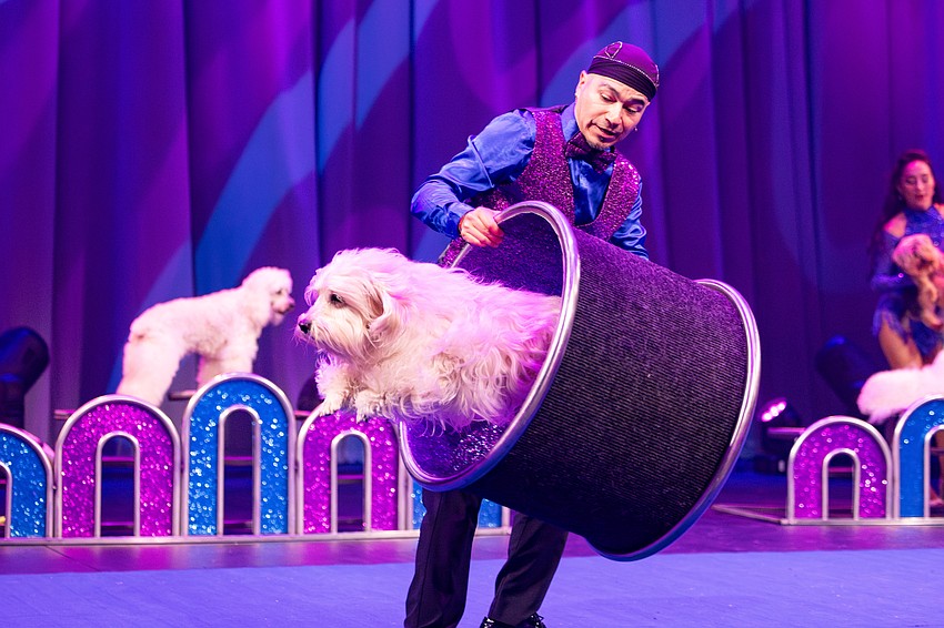 Canines do some crazy things during the Olate Family Dogs act at Circus Sarasota: Epic, which runs through March 8 at the Big Top at Nathan Benderson Park. Canines do some crazy things during the Olate Family Dogs act at Circus Sarasota: Epic, which runs through March 8 at the Big Top at Nathan Benderson Park.