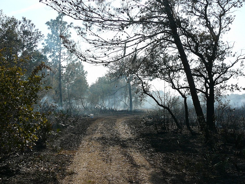 The ground still smolders at Lake Manatee State Park in June 2024 when over 100 acres were burned by a wildfire.