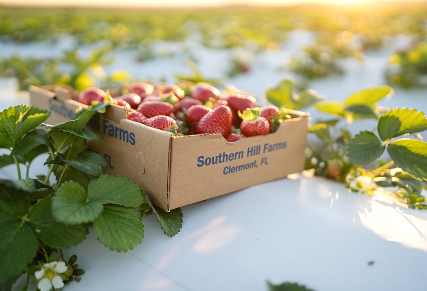 Enjoy the weekend at Southern Hill Farms