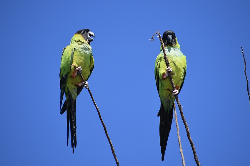 Nanday parakeets perch in a tree at The Celery Fields during the event.