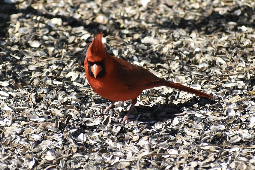 A northern cardinal lands at The Celery Fields during the event.