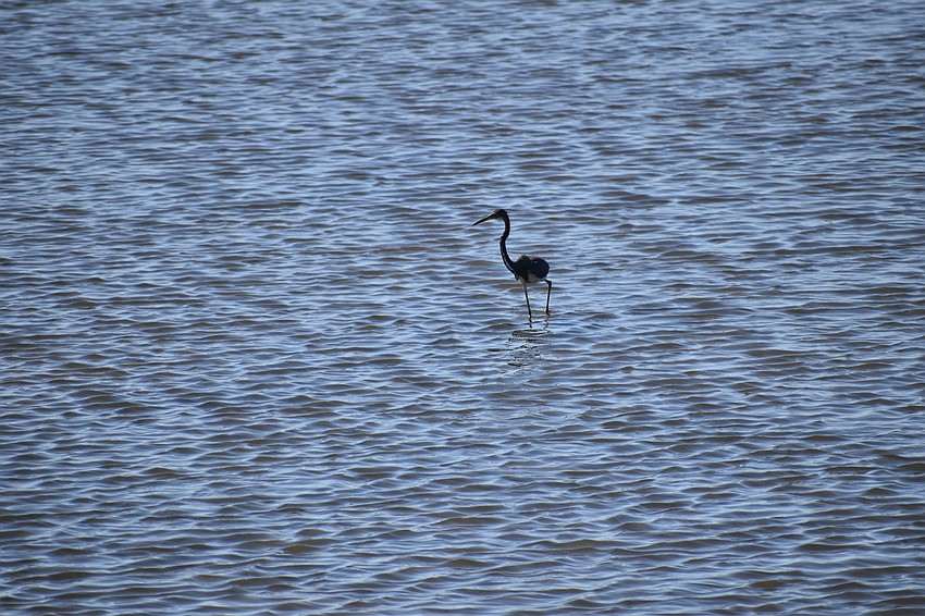 A tricolored heron walks in the swamp at The Celery Fields during the event.