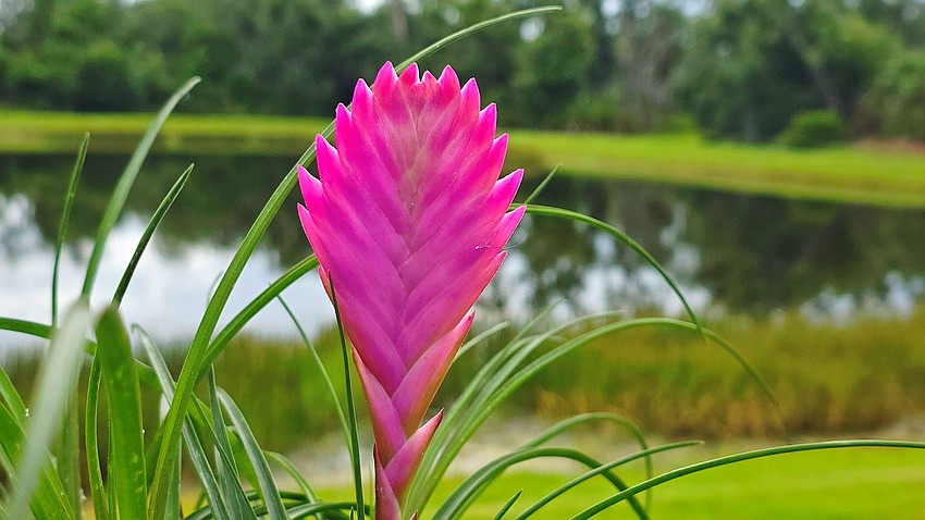 Gordon Silver took this photo of a pink quill bromeliad in full bloom in Del Webb of Lakewood Ranch.