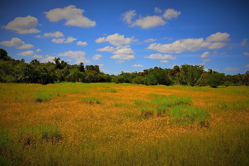 Gordon Silver captured this photo in Myakka River State Park with the wildflower coreopsis floridana in full bloom.