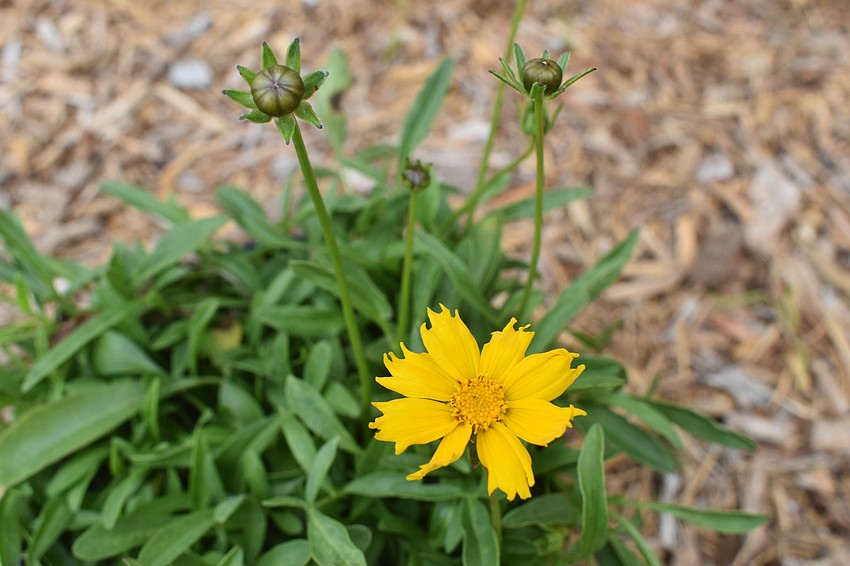 Coreopsis, Lance Leaved (Coreopsis lanceolata)