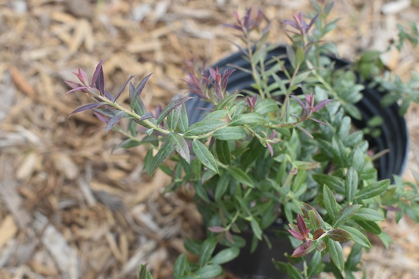 Darrow’s Blueberry (Vaccinium darrowii)