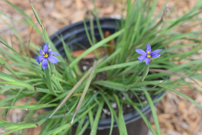 Blue Eyed Grass (Sisrynchium angustifolium)