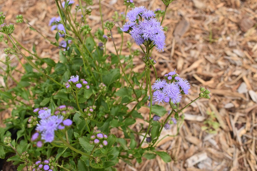 Seashore/Keys Ageratum (Ageratum/maritimum/littorale)