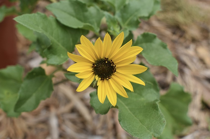 Beach/Dune Sunflower/Daisy (Helianthus debilis)