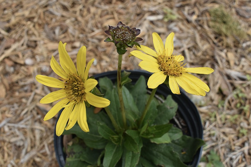 Starry Rosinweed (Silphium asteriscus)