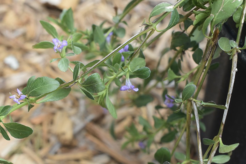 Swamp Twinflower (Dyschoriste humistrata)