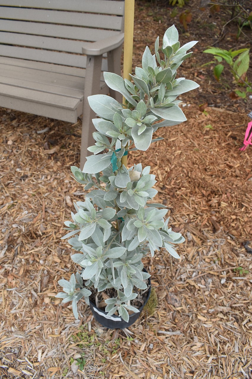 Silver Buttonwood (Conocarpus erectus var. sericeus)