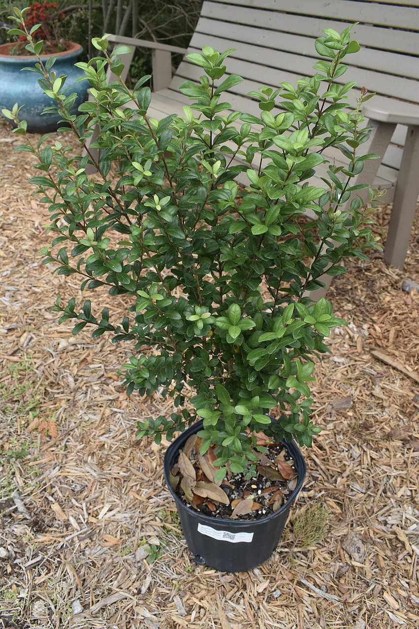 Simpson's Stoppel (Myrcianthes fragrans)