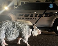 The pig on the loose was found by Sarasota Police officers around 1:30 a.m. Friday around Central and Lemon avenues.