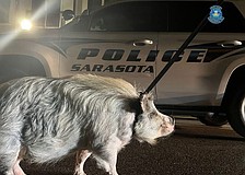 The pig on the loose was found by Sarasota Police officers around 1:30 a.m. Friday around Central and Lemon avenues.