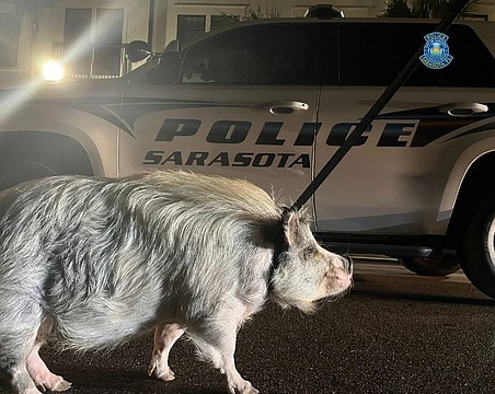 The pig on the loose was found by Sarasota Police officers around 1:30 a.m. Friday around Central and Lemon avenues.