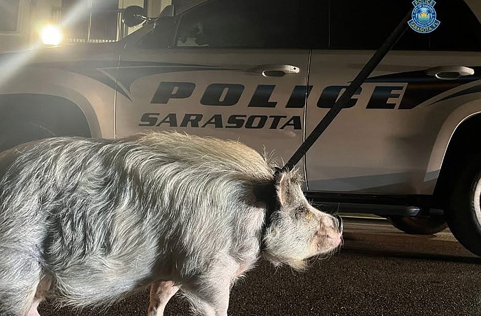 The pig on the loose was found by Sarasota Police officers around 1:30 a.m. Friday around Central and Lemon avenues.