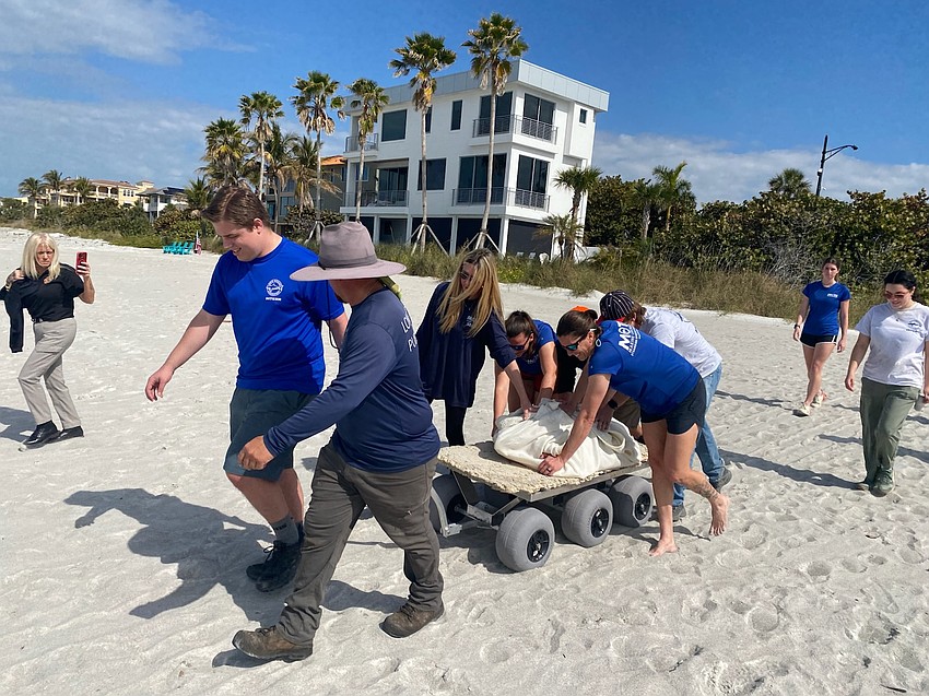 A sea turtle is wheeled onto the beach by Mote Marine staff and with help from Longboat Key staff Thursday, Feb. 26. Two sea turtles were released into the Gulf Thursday after being rehabbed at Mote’s City Island facility. A sea turtle is wheeled onto the beach by Mote Marine staff and with help from Longboat Key staff Thursday, Feb. 26. Two sea turtles were released into the Gulf Thursday after being rehabbed at Mote’s City Island facility.