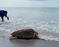 Little Buoy wasted no time dragging herself into the Gulf Thursday, Feb. 26 after being rehabilitated at Mote Marine Laboratory’s City Island research facility.