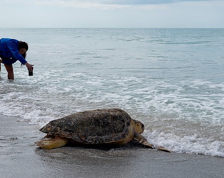 Little Buoy wasted no time dragging herself into the Gulf Thursday, Feb. 26 after being rehabilitated at Mote Marine Laboratory’s City Island research facility.